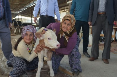 Kula'da İthal Gebe Düveler Üreticilere Teslim Edildi