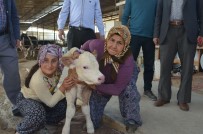 SÜT ÜRETİCİSİ - Kula'da İthal Gebe Düveler Üreticilere Teslim Edildi