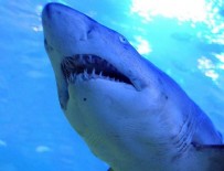 KÖPEKBALIĞI - Peşine düşen köpekbalığından 3 saat yüzerek kaçtı
