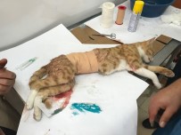 Yavruları Anne Karnında Ölen Kedi Sezeryan İle Kurtarıldı Haberi