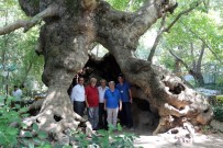 Anıt Ağaçların Envanteri Çıkarılıyor