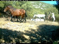 DİLEK YARIMADASI - Aydın'da Yılkı Atları Fotokapanla Görüntülendi