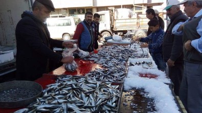 Balık Fiyatları Düşüşe Geçti