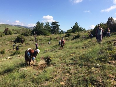 Kütahya'da 12 'Bal Ormanı' Kuruldu