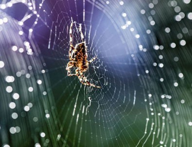 'Yılan ve örümcek korkusu evrim kökenli'