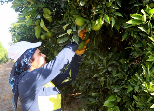 Erkenci portakal daldan indi