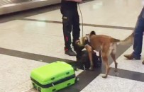 Alman Yolculara Havalimanında Köpekli Arama