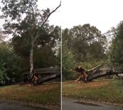 Dev Ağaç Evin Üzerine Devrildi