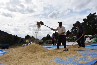 Dünyaca Ünlü 'Sarı Kılçık' Pirinci Yabani Ot Tehdidinde