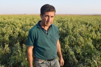 ÇIÇEKTEPE - Hafriyat Kamyonlarının Kaldırdığı Toz Tarladaki Biberleri Kuruttu