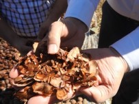 ARSLANKÖY - Toroslar'da Sedir Kozalağı Hasadı Başladı