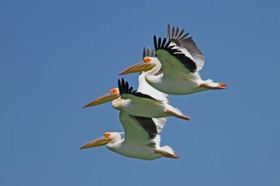 Yedikuğular Kuş Cenneti'ne Kamera Sistemi Kuruluyor