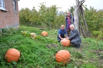 Emekli Vatandaş 50 Kiloluk Kabaklar Yetiştirdi
