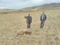 OYACA - Sungurlu'da Kurtlar Koyun Sürüsüne Saldırdı