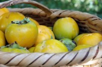 Van'da Cennet Hurması Yetiştirildi