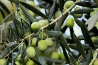 ZEYTİN AĞACI - 'Zeytin Gençleştirme Budaması Desteği'nde Önemli Uyarı!