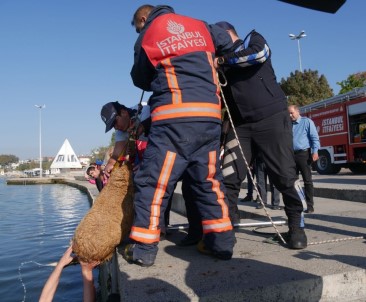 Büyükçekmece'de Kanala Sıkışan Köpek Güçlükle Kurtarıldı