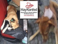 KÖPEK KATLİAMI - HayKonfed sessiz kalmamaya çağırıyor!