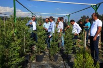 MAHMUT YıLMAZ - Mersin Orman Bölge Müdürlüğü, 2017'De 15 Milyon 750 Bin Fidan Üretti