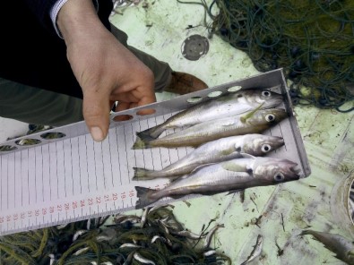 Ordu'da 22 Balıkçıya Ceza