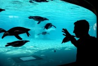 FOK BALIĞI - Hayvanat Bahçesinin Gözdesi Penguen Ve Foklar