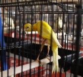 KUMARHANE - Türkiye'nin En Güzel Kuşları Antalya'da Toplandı