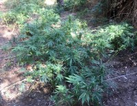 HINT KENEVIRI - Dere Yatağında Hint Keneviri Tarlası