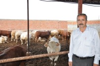 ET İTHALATI - Ergüç Açıklaması 'Karkas Et İthalatı Besiciyi Zor Duruma Soktu'