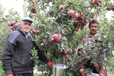 Karaman'da Hasadı Başlayan Elma Yüz Güldürüyor