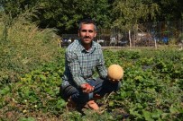 Tütüne Alternatif Ürünler Yüz Güldürdü