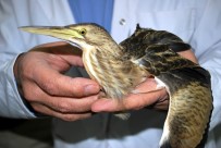 BALABAN - Yaralı Balaban Kuşu Tedavi Altına Alındı