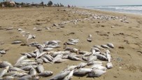 MUSTAFA ÇALIŞKAN - Yüzlerce Balık Karaya Vurdu