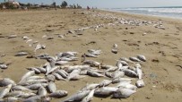 MUSTAFA ÇALIŞKAN - Yüzlerce Balık Sahile Vurdu