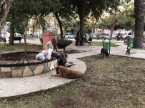 KÜLTÜR FIZIK - Adana'daki Sokak Köpekleri Onun Yolunu Gözlüyor
