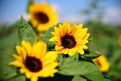 Adana'dan Hollanda'ya 2.5 Milyon Dal Çiçek