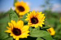 SOĞUK HAVA DEPOSU - Adana'dan Hollanda'ya 2.5 Milyon Dal Çiçek