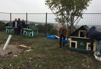 Darıca'da Sokak Hayvanlarına Özel Çalışma