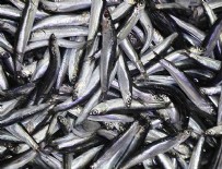 Karadeniz'de tezgahlarda hamsi bereketi