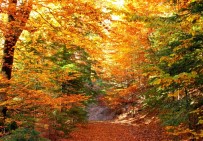 KAZDAĞLARI - Kazdağları'nda Kırmızı Ve Sarının Görsel Şöleni