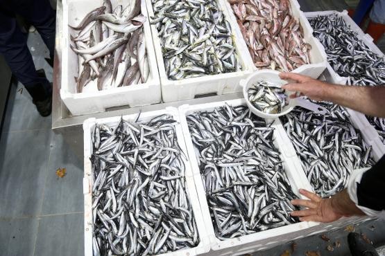 Karadeniz'de tezgahlarda hamsi bereketi