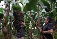 Anamur, Türkiye'nin Muz İhtiyacına Yetişemiyor