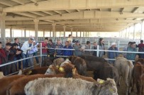 Genç Çiftçilere Büyükbaş Hayvan Desteği