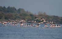 Flamingolar Türkiye'yi Sevdi