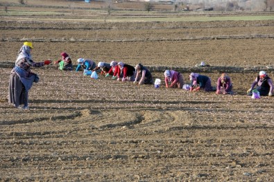 Taşköprü Sarımsağında Fiyat Tartışması