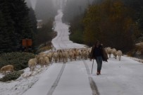 KAYGıSıZ - Uludağ'a Kar Yağdı, Koyunların Zirve Kampı Erken Bitti