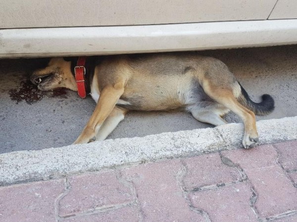 Antalya'da sokak köpeği katledildi