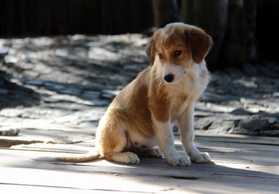 4 Yılda 3 Bin Sokak Hayvanı Sahiplenildi