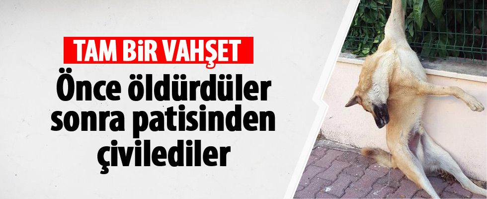 Antalya'da sokak köpeği katledildi