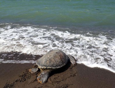 Bakanlık 150 deniz kaplumbağasını hayata döndürdü