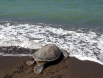 ENDEMIK - Bakanlık 150 deniz kaplumbağasını hayata döndürdü